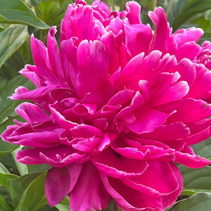 Meet your Posher, Dawn